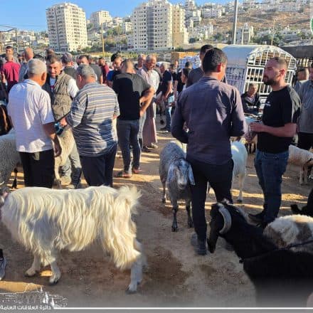 Dura Weekly Livestock Market Continues