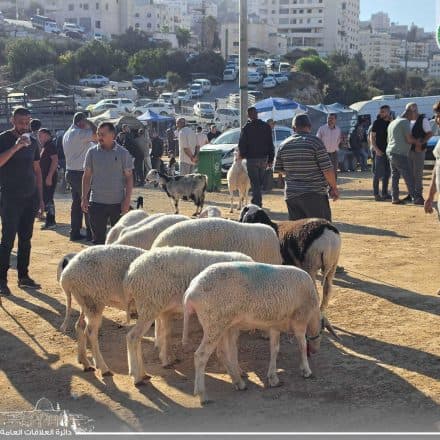 Dura Weekly Livestock Market Continues