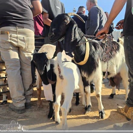 Dura Weekly Livestock Market Continues
