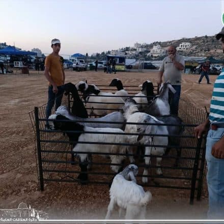 Weekly Livestock Market Opens in Dura