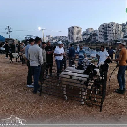 Weekly Livestock Market Opens in Dura